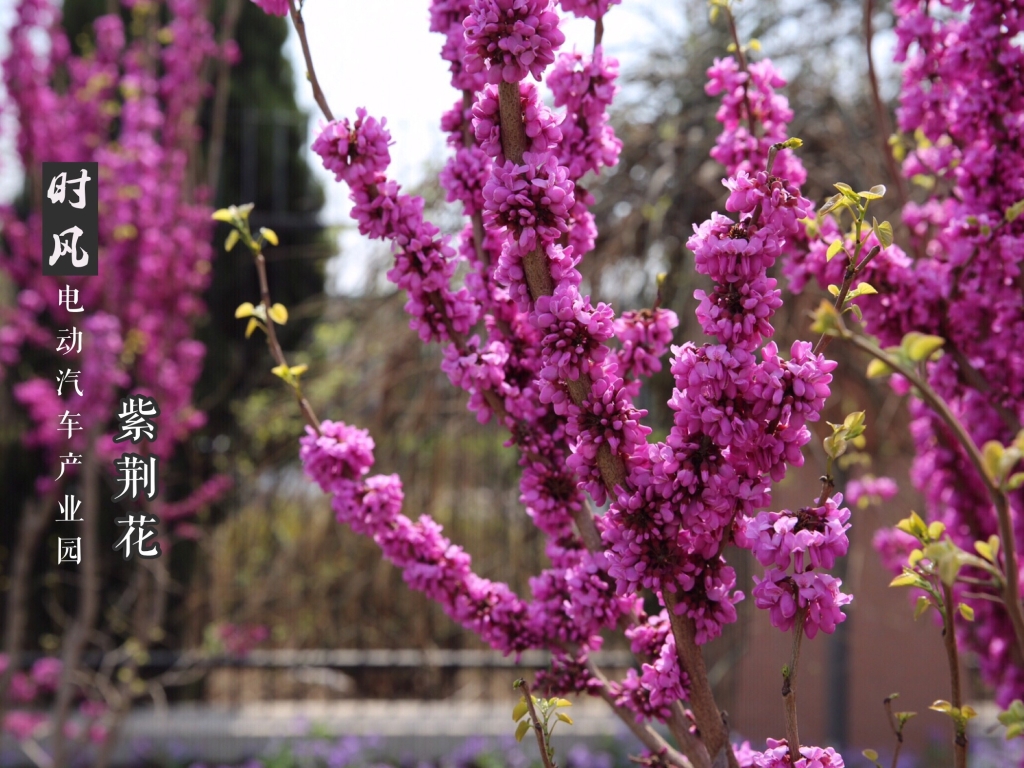 紫；；；；；；；