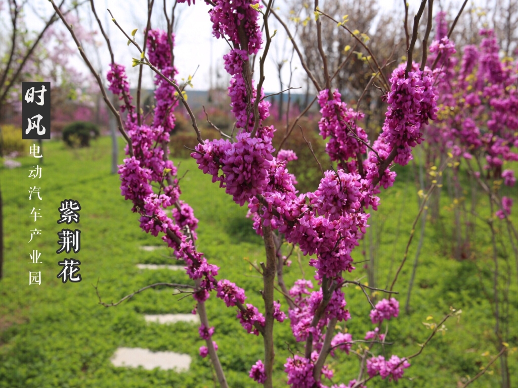 德赢电动工业园紫；；；；；；；